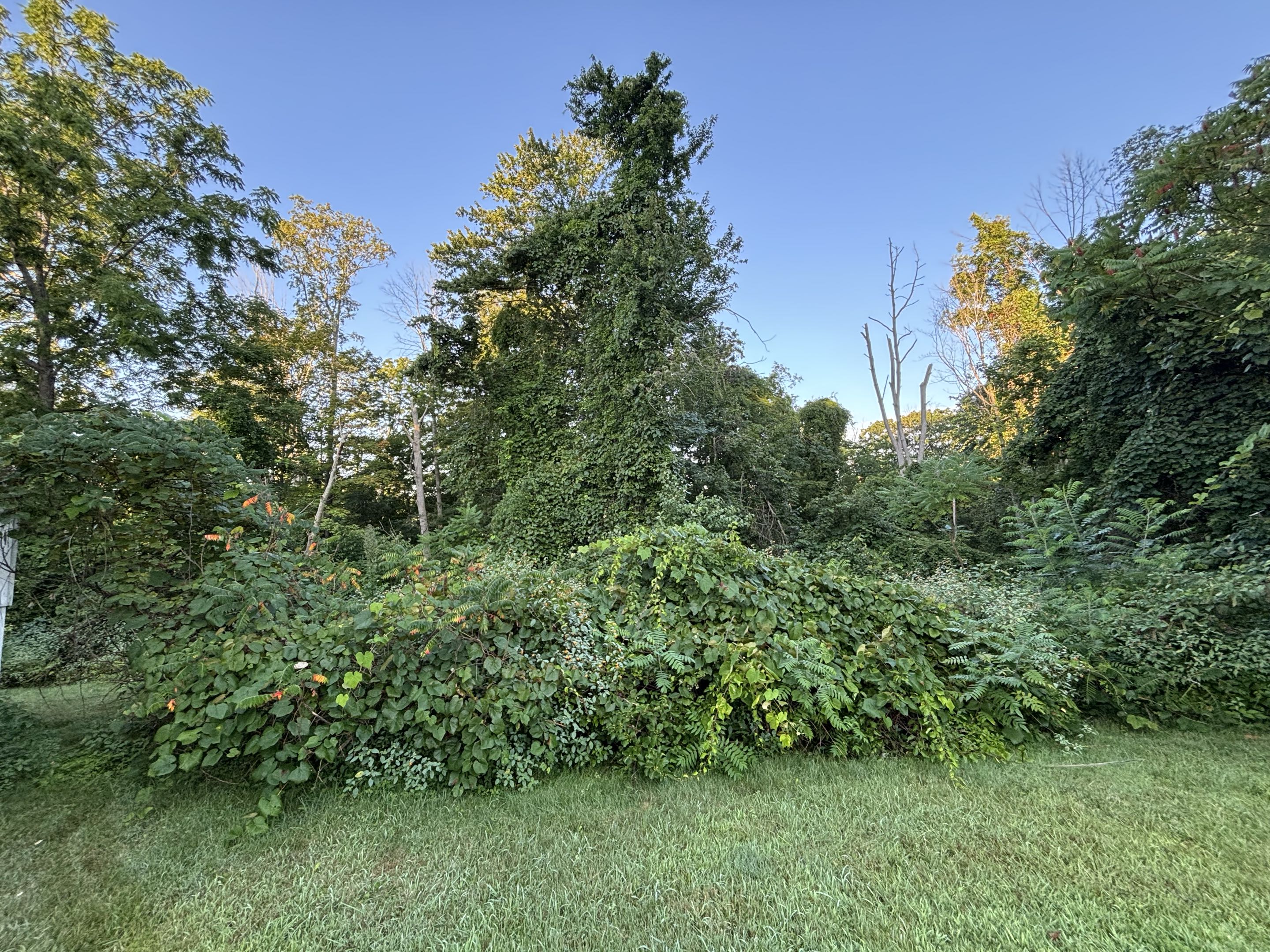 Before — final view of shrub overgrowth before removal